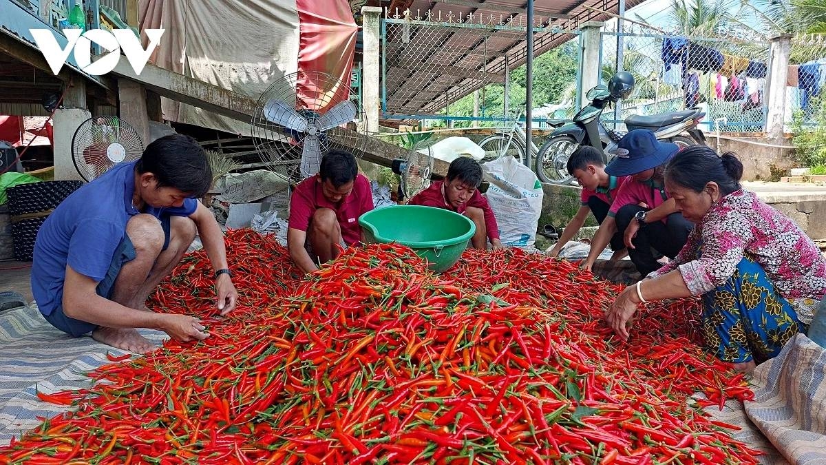 Vietnam’s chili exports up 20%, leading vegetable shipments